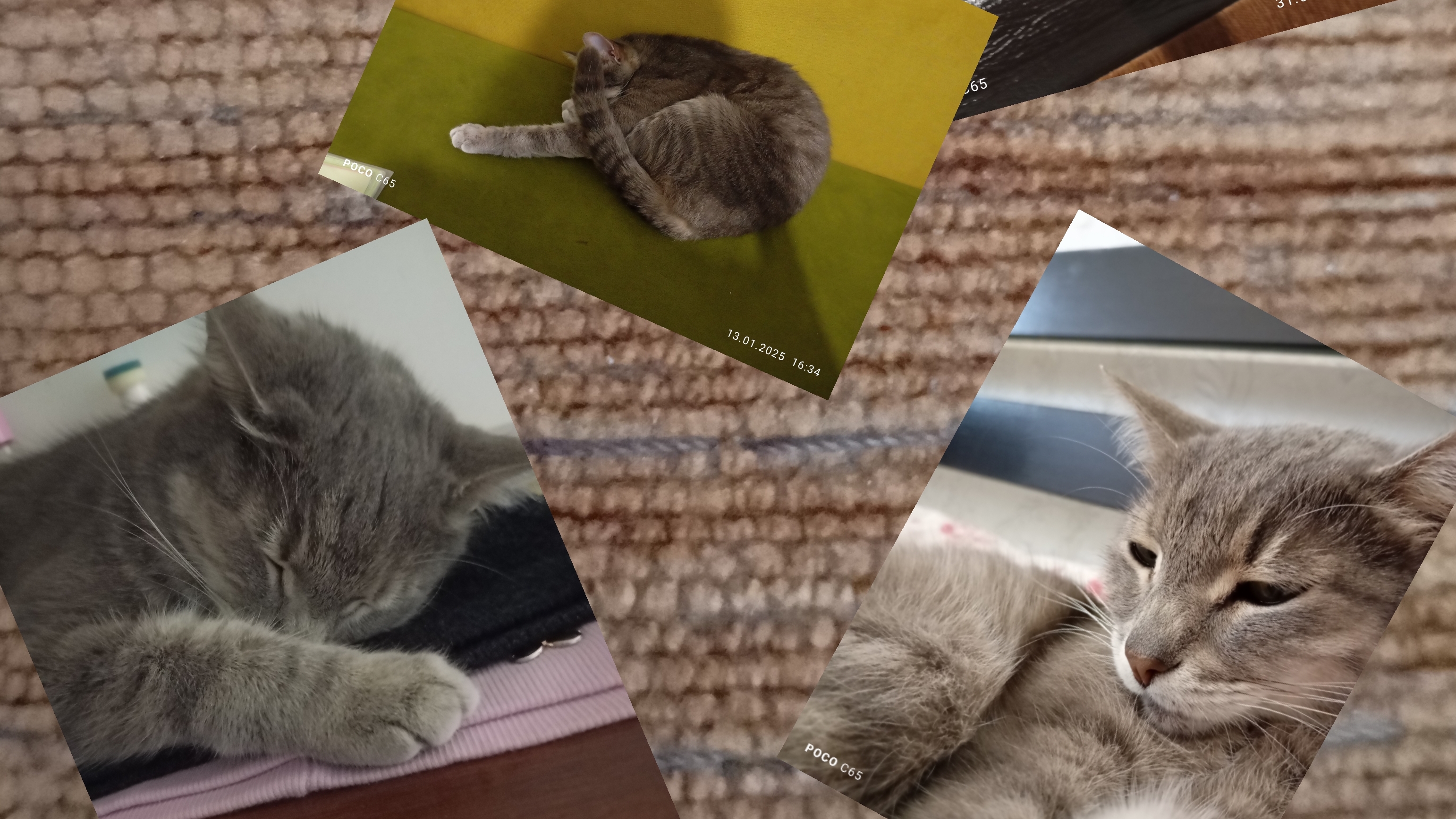 история Кота
