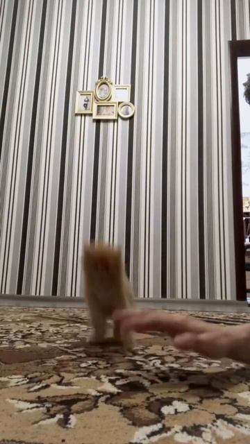 Прыг, прыг😍