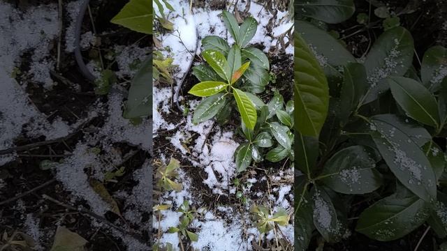 Японский банан Басио (Musa basjoo). Конец осени. Среднее Поволжье. 6.11.2024. Musa basjoo grows