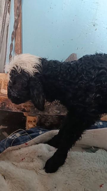 неожиданное пополнение #барашки