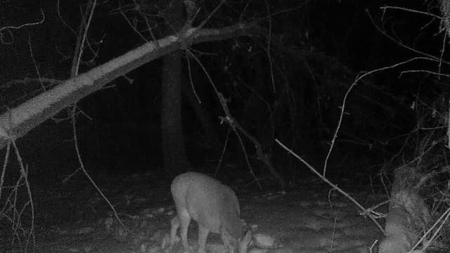 Ночная жизнь косули