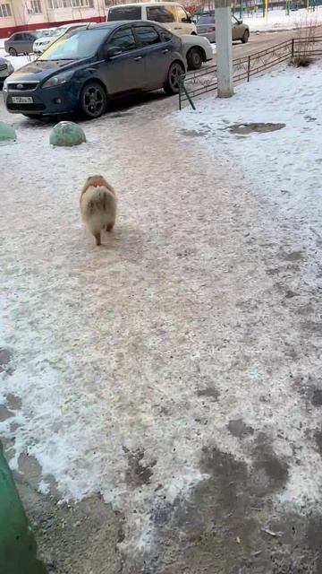 На прогулке