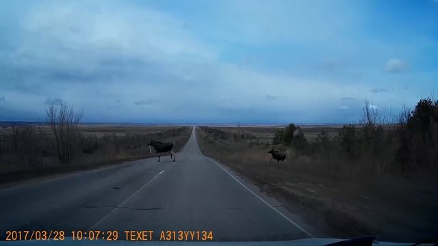 Наглые лоси )))