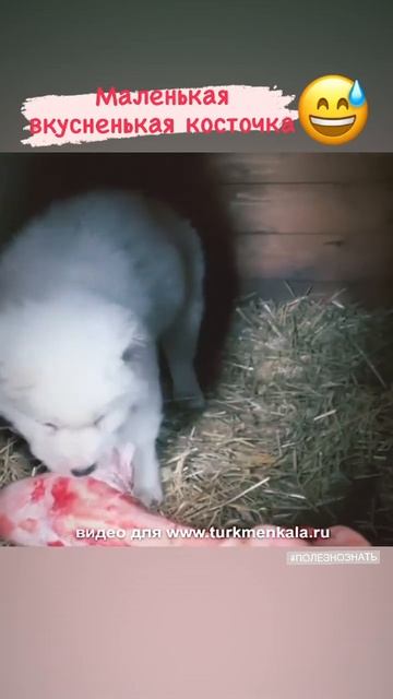 Щенок и косточка. Алабайчик в новом доме.#алабай #щенкиалабая #щенки #туркменкала #щенкисао