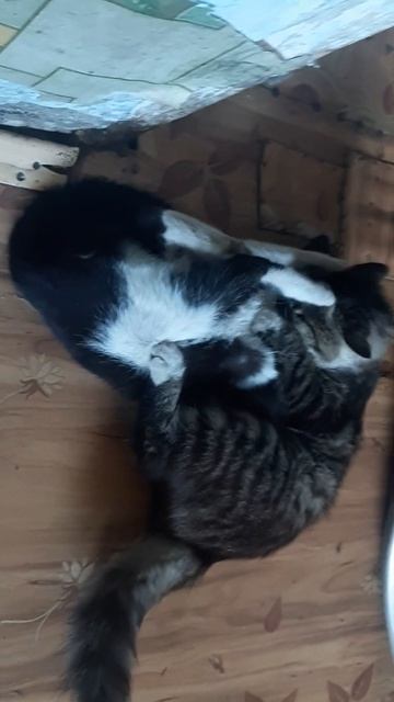 коты задиры 2