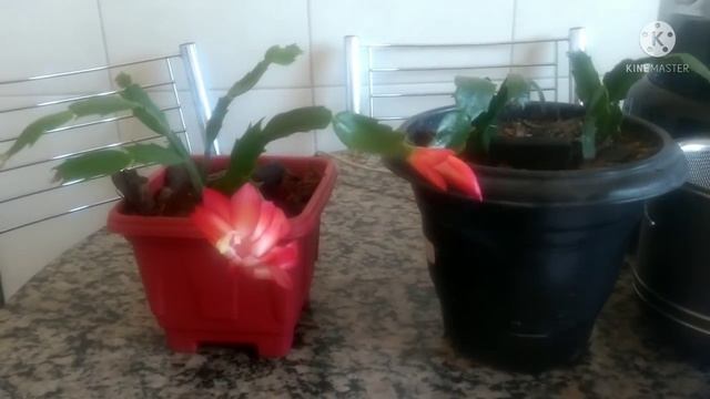 Adubo para Flor de maio florescer o ano todo.