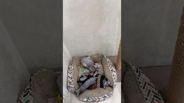 1000154765.mp4