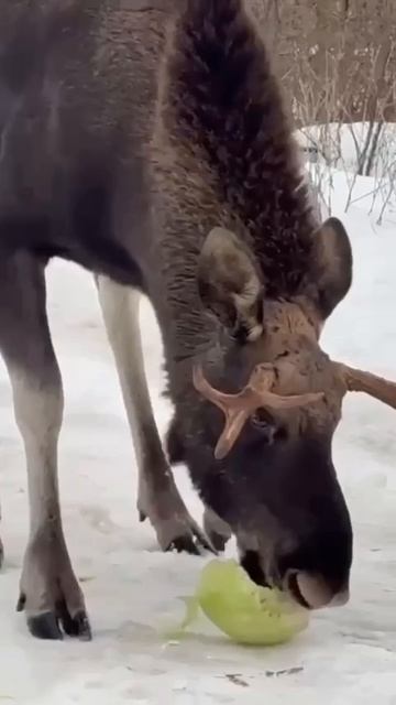 Знакомьтесь это лось Лёха 🫎