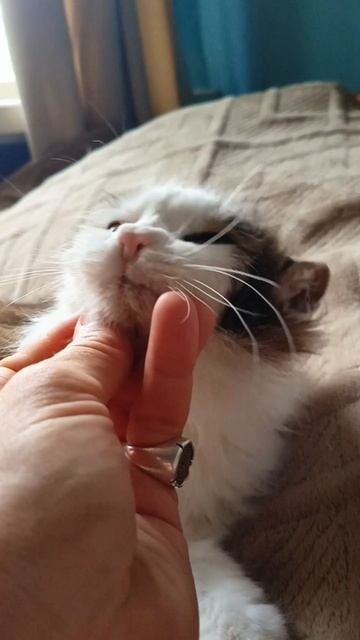 Котомурчание.mp4