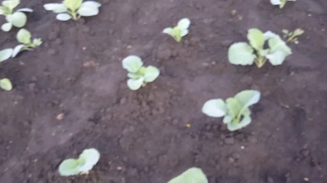 Сею у Опоры СВЕКЛУ сорта "ЕГИПЕТСКАЯ ПЛОСКАЯ"!!!  Это не ПОЗДНО Само То!!!   12.6.24г.