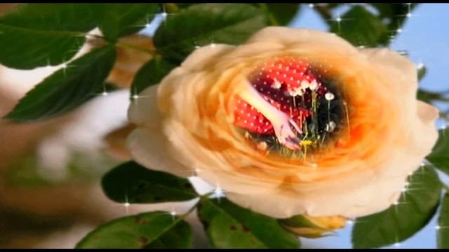 Евгений Коновалов - Фиалка алая