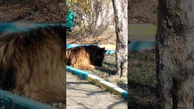 Собака! Какая собака? Друг человека!