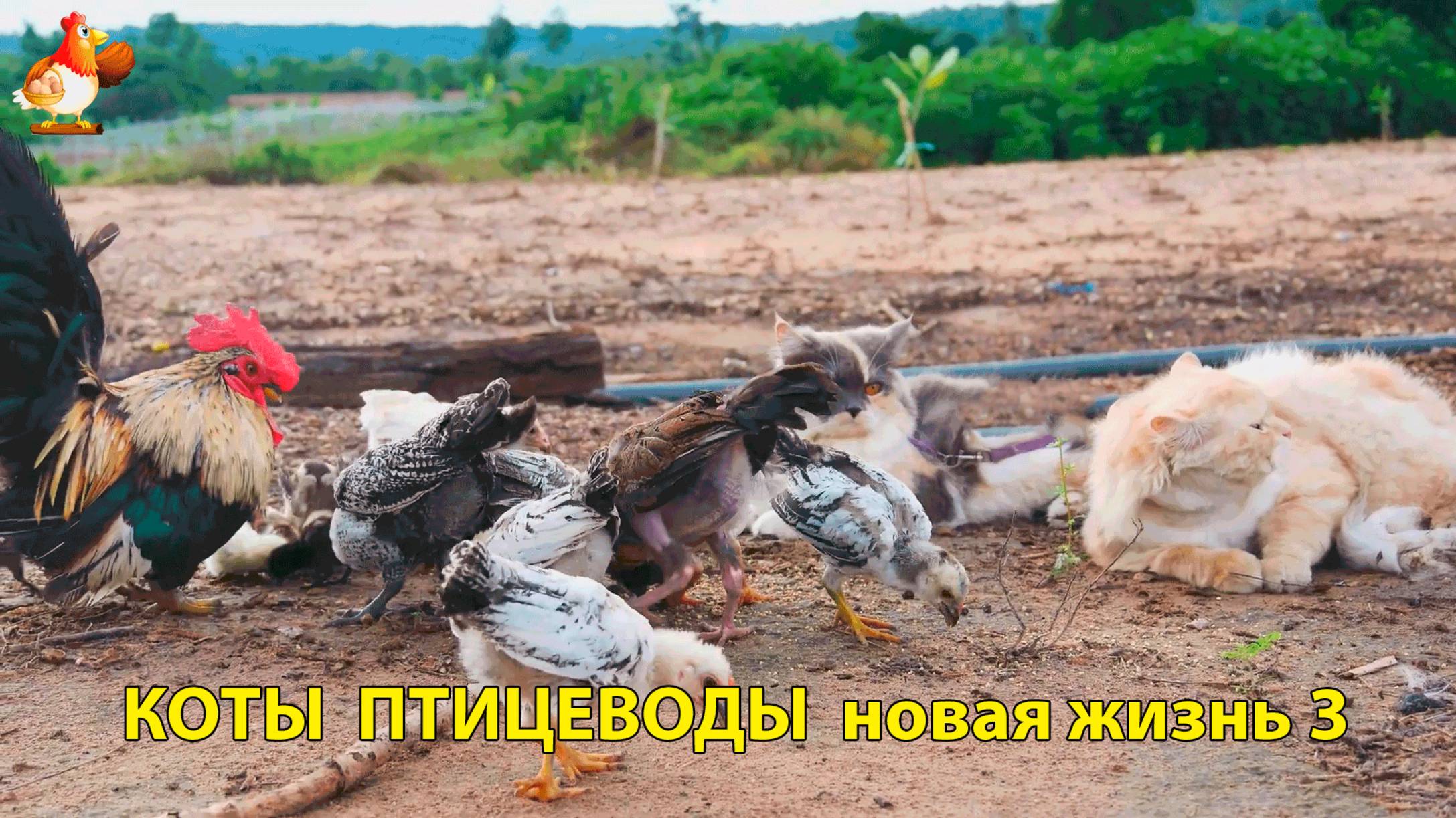 Коты птицеводы со своими подопечными 😹🐈🐈⬛ Новая жизнь – выпуск (3) ❣️🤗😂