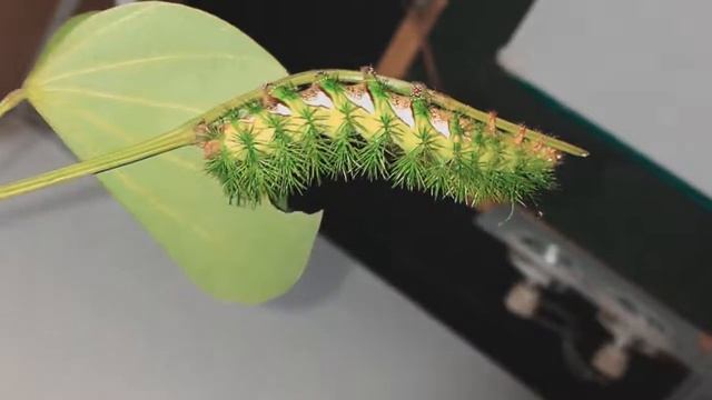 Automeris sp.