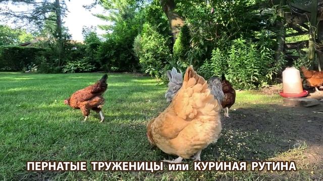 Куры несушки свободного выгула и их обычная куриная рутина – эпизод (26)