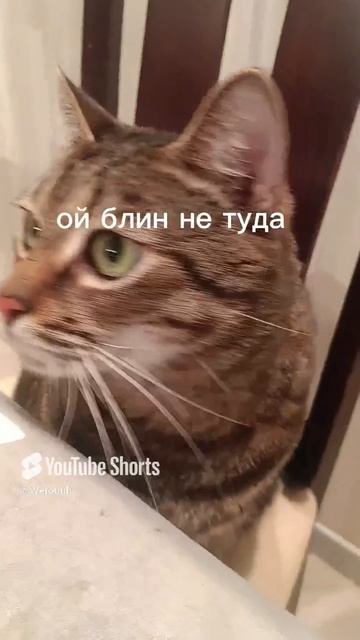 кормите котов чаще
