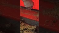 выращивание мелкой личинки чёроной львинки 1