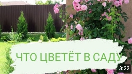 ЧТО ЦВЕТЁТ В САДУ. 23.06.2023г. БЕЛАРУСЬ, ГОМЕЛЬСКАЯ ОБЛАСТЬ