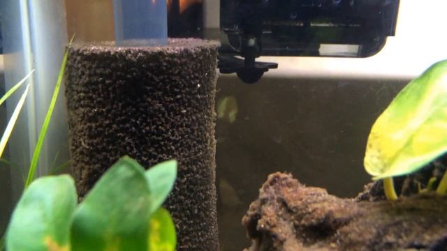 Aspidoras pauciradiatus