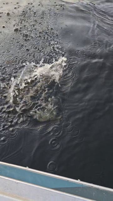 Рыбалка с гидом Spinningist63 в Самаре на жереха https://spinningist63.ru