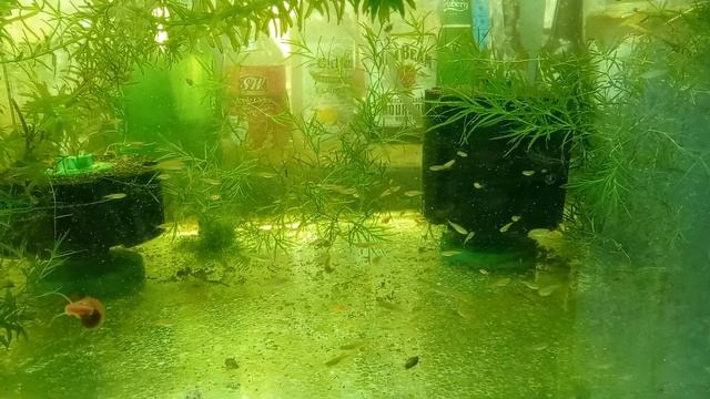 Second generation Danio choprae fry, one month later
