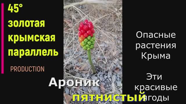 Ядовитые растения Крыма. Ароник пятнистый