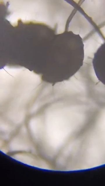 #микромир #наука #подмикроскопом #интересно #микроскоп