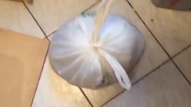Cockroaches in the bag-Chameleon and kids on the floor?