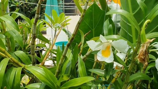 กล้วยไม้ป่าเอื้องเงินหลวงDendrobium formosum