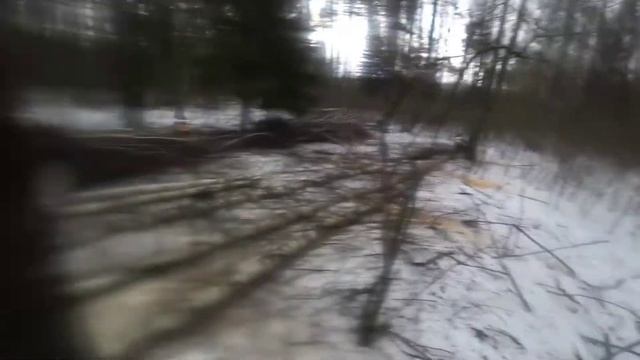 Валка осины против ветра // Stihl ms361