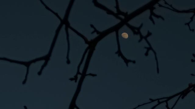 Приятного аппетита, Оранжевый Пёс