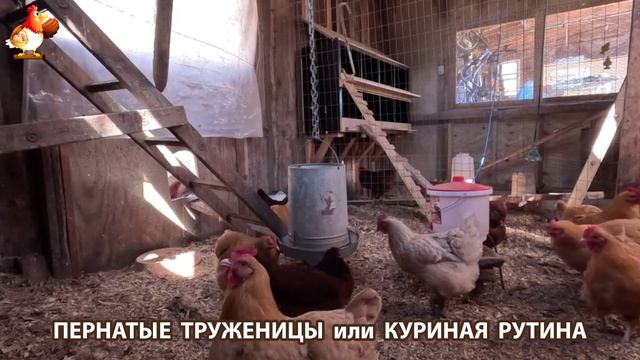 Куры несушки свободного выгула и их обычная куриная рутина – эпизод (30)
