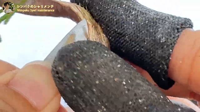 Можживельник -Сяри シンパクシャリメンテ（前半）／Shinpaku Syari maintenance