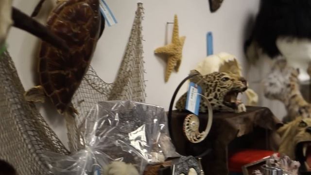 A Look Inside America's Largest Collection of Stuffed Endangered Animals