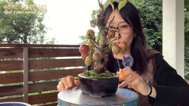 Чистка яблони ヒメリンゴの実をツルピカにする【キミ盆】Clean the Princess apple
