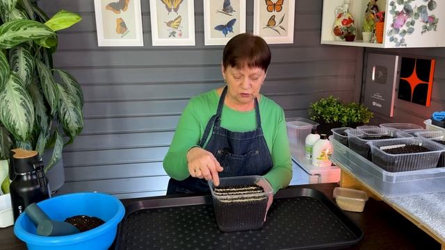 Подробно! Лук из семян на рассаду.