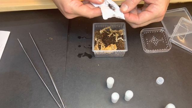 Unboxing a SCORPION Mystery Box From Arachnid Rarities! @vervebiotech