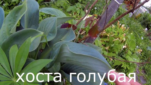 сорта пионов у нас на даче