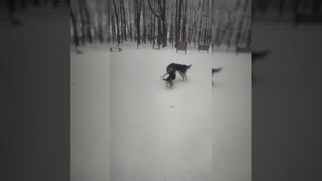 Андреа Бочелли