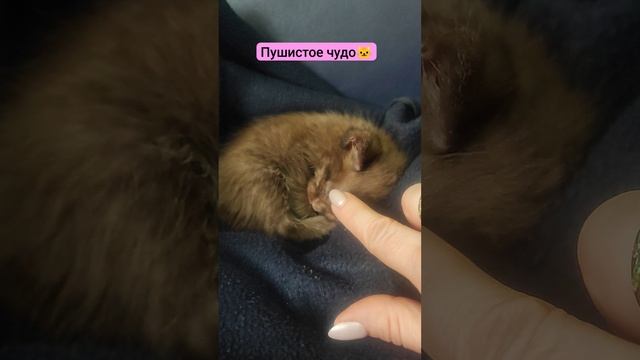 У нас пополнение! Пушистое чудо🐱❤🐱