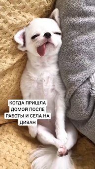 диванпесель