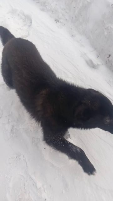чернышка
