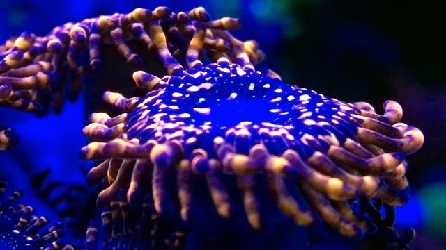 Домашнее море часть 2