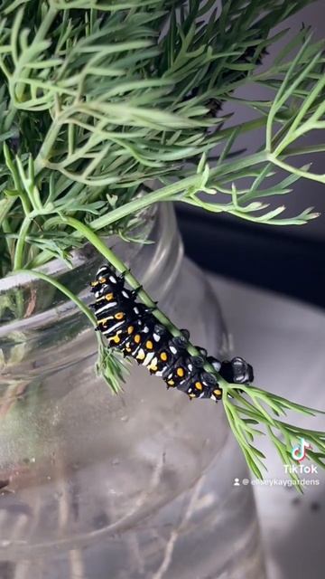Caterpillar to butterfly (watch a swallowtail hatch)