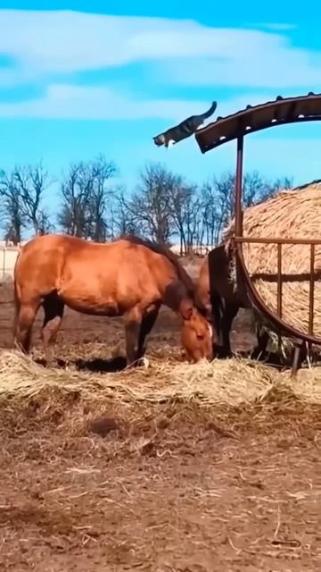 Кошки и лошади