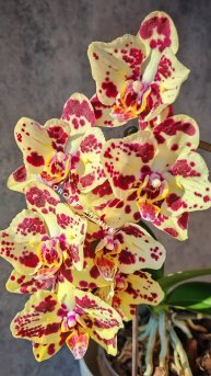 Phal. OX Sponge Bob (peloric - 2 eyes) | Домашнее цветение желтой орхидеи бабочки Спанч Боб 🐣