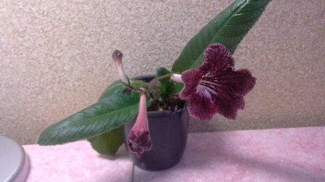 Как расцветает стрептокарпус,уникальные кадры!