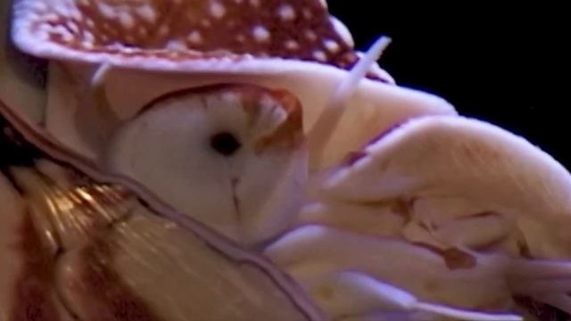 Nautiluksen päivä