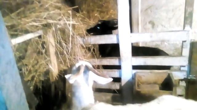 Ночка окатилась!!!!Две козочки -- Звёздочка и Луна!!!