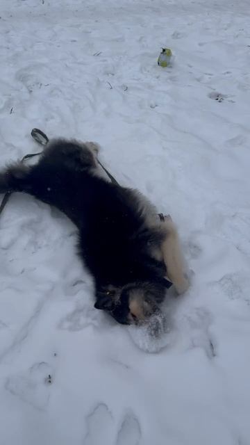 Всегда в ответе за тех кого мы приручили